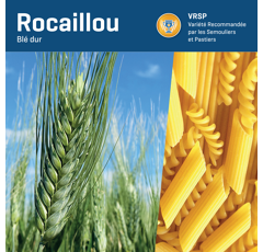 Blé dur - Rocaillou