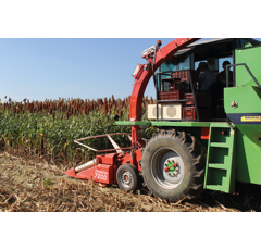 Sorghum - RGT Swingg - Biomasse