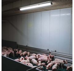 LED Stallleuchte Feuchtraumleuchte 40W 150cm