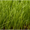 Wiesenschweidel - Festulolium - Vizule