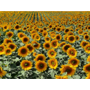 Sonnenblume Low-Oleic (LO), früh - fausto_st