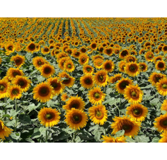 Sonnenblume Low-Oleic (LO), mittelfrüh - conquest