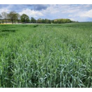 SU Karlsson BIO - Hybrider Winterroggen