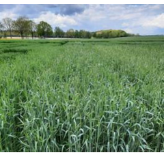 SU Karlsson - Hybrider Winterroggen