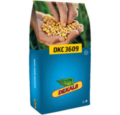 Saatmais - DKC3609 (K260) DEKALB