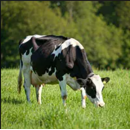 Mischung 6: Neuansaat Qualitätsbetont/Ausdauernd/Moor geeignet