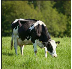 Mischung 4: Nachsaat mit Weißklee