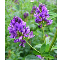 Luzerne flamande - Milky blue