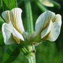 Pannonische Wicke - Detenicka - BIO