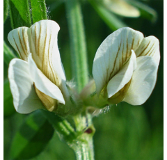 Vesce de Pannonie - Detenicka - BIO