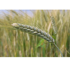 Winterdurum - Wintergold