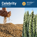 Winterweizen - Celebrity