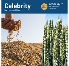 Winterweizen - Celebrity