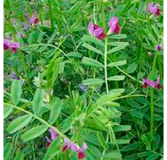 Veza sativa - Urgelba - R1 y R2