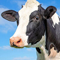 Nutrición y alimentos para bovinos
