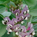 Féverole pour couverts - Vesuvio - Petit PMG