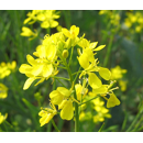 Moutarde brune - Scala