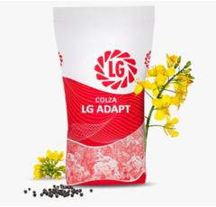 Colza hybride - LG Adapt