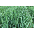 Avena blanca - Forridena