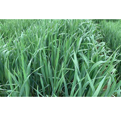 Avena blanca - Forridena