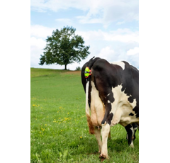 Détecteur de vêlage 19 cm - MOOCALL