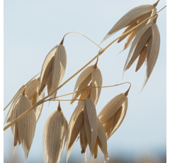 Avoine blanche de printemps - KWS Titant