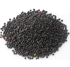 Colza fourrager - Prestige