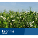 Pois protéagineux jaune d'hiver - Escrime