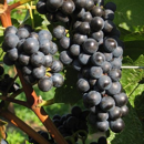 Keltertraube - Domina - ST49 - Unterlage Binova - Hochstammrebe