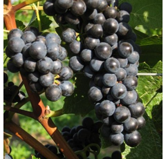 Keltertraube - Domina - ST49 - Unterlage Binova