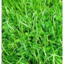 RGA tétraploïde intermédiaire - Calibra