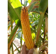 Saatmais - Novialis DS 1901 C (S290) DSV