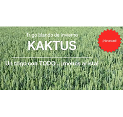 Trigo blando de invierno - Kaktus - Mocho