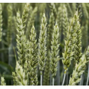 Winterweizen - Ambientus