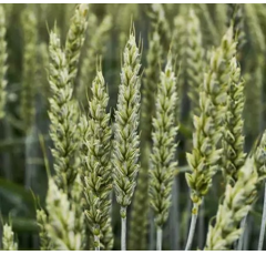 Winterweizen - Ambientus