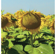 Girasol Linoleico Medio-Corto - Bonasol JMR