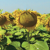 Girasol Linoleico Medio-Corto - Bonasol JMR