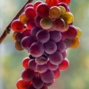 Keltertraube - Ruländer / Grauburgunder Fr2003 - Unterlage SO4