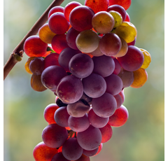 Keltertraube - Ruländer / Grauburgunder Fr2003 - Unterlage SO4