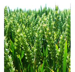 Trigo blando de invierno - LG Fortunato - Mocho