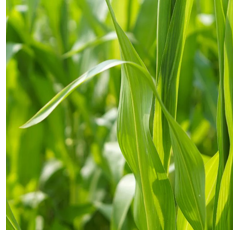 ProGreen 6 Dauerwiesen-Einsaat Alle Lagen