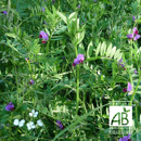 Winterwicke - Rea - BIO