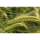 Goldmarie BIO - Wintergerste