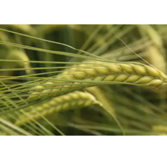 Goldmarie BIO - Wintergerste