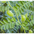 Kichererbse - Flamenco BIO