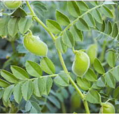 Kichererbse - Flamenco BIO