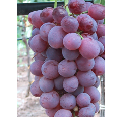 Tafeltraube - Lidi - Rosé