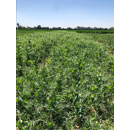 Guisante forrajero y proteaginoso - Bluetooth - R2