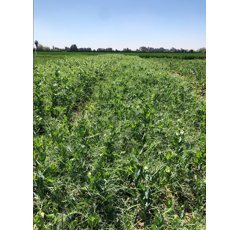 Guisante forrajero y proteaginoso - Bluetooth - R2