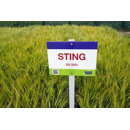 Sting BIO - Sommergerste